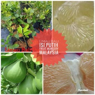 Anak pokok limau bali isi putih hybrid-Fruit Nursery Malaysia