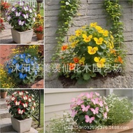 [E-commerce] Moonlight Butterfly Flower Seed Butterfly Seed Cordieria Flower Seed Courtyard Garden F