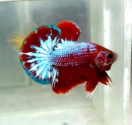 Hellboy Fancy Halfmoon Plakat HMPK Betta Fish / Ikan Laga/ 斗鱼 (Not random fish）