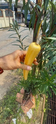 PIPA GG PUCUKAN UTUH LOKAL ORIGINAL KRISTAL