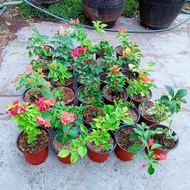 Bougainvillea rooted (Rare varieties) new stocks