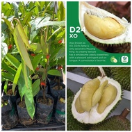 Anak pokok Durian D24 / durian xo hybrid
