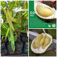 Anak pokok Durian D24  2kaki beg 10x12/ durian xo hybrid 2 kaki beg 10x12