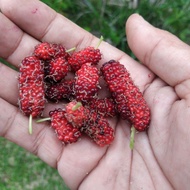 Keratan Pokok Mulberi/ Mullberry