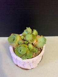 山地玫瑰 + 雜玫瑰 多肉植物