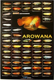 โปสเตอร์ Azoo Arowana