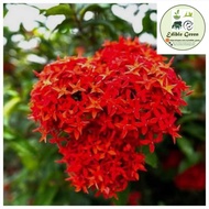 1 X Keratan Pokok Bunga Ixora Merah Renek, Siantan, Jarum atau Pecah Periuk (Ixora Coccinea)