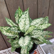 ♞,♘Aglaonema different varieties (common &amp; Rare)