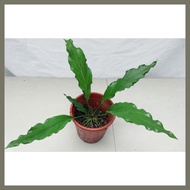 ▚ ♀ ✗ Anthurium plowmanii ( Wave of Love Anthurium Plant )