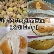 ANAK POKOK DURIAN D13 GOLDEN BUN (ROTI EMAS) 1 POKOK