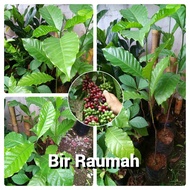 Bibit Pohon Kopi Lampung