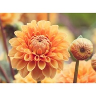 5 Biji Segar Benih Bunga Dahlia Sylvia Flower Dahlia Seed - 5 Seed