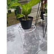 Standing flower pot stand T40CM &,D21cm
