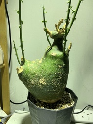 巨心形球腺蔓 塊根 罕有心形 已定植