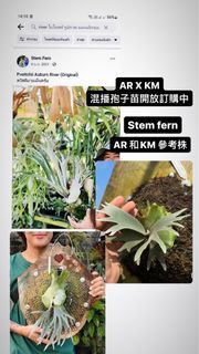 鹿角蕨 Kheer Miang x AR  混播孢子苗