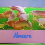 Arwana Arowana Super Red Chili Blood Red 25 Cm Non Cod