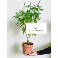 Thai Basil Herb Live Plant Pokok Herba Thai Basil 泰国罗勒 九层塔 Sweet Basil
