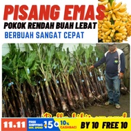 ANAK PISANG EMAS .PEMBORONG BENIH BERKUALITI UNTUK ANDA.MUDAH JUAL BUAH