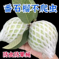 Insect-Proof Bird-Proof Guava One-Piece Bag Permeable Breathable Guava Fruit Special Protective Bag 