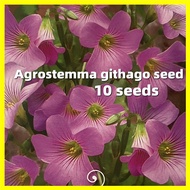 Agrostemma Githago Flower Seeds -10 Seeds High Germination Flower Seeds for Planting Benih Pokok Bunga Pokok Bunga