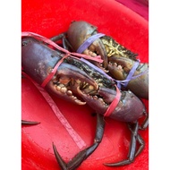 Live Mud Crab Indonesia -XL