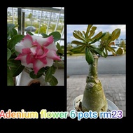 Taiwan adenium flowers  inches .台湾富贵花吋盆,  ❤️❤️