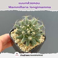 รวมกระบองเพชรและไม้อวบน้ำ หลายสายพันธุ์ ส่งทั้งกระถาง กุหลาบหิน cactus&amp;succulent