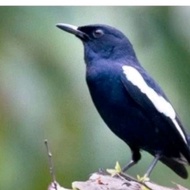 Burung Kacer Dada Hitam Jawa Timur