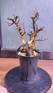 索馬里羽葉沒藥 Commiphora sp pinnate leaves #索馬里羽葉沒藥 #Commiphorasppinnateleaves #索馬里