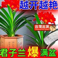 【樂樂屋】【花肥】骨粉養花專用肥 高磷鈣促花果通用型君子蘭山茶花三角梅月季有機肥