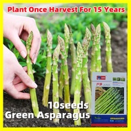 Sweet Green Asparagus Seed Biji Benih Asparagus Hijau 10pcs High Yield Organic Mary Washington Aspar
