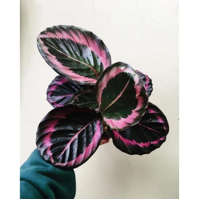 Calathea Pink Jessy tanaman hias