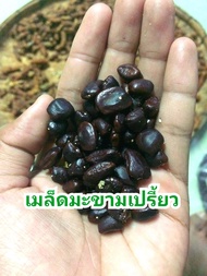 เมล็ดมะขามเปรี้ยว สำหรับปลูกทำรั้ว เม็ดมะขาม /1 กิโลกรัม   tamarind seeds เมล็ดมะขาม เม็ดมะขามสำหรับ
