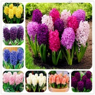100pcs/bag Hyacinth seeds Perennial rare flower Seeds Holland Hydroponic flower for home and garden