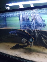 อาหารปลา&ปลาช่อนกั้งภาคใต้ ขนาด 7-8 นิ้ว มีประกัน