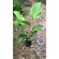 Calathea Lutea/Daun Ping Pong（Maximun two plants per order）