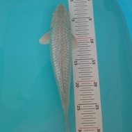 Ikan koi soragoi ginrin anakan import 33cm