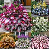 Ready Stock Fast Shipping [Supply] Colorful Leaf Jade Hairpin Flower Seed Jade Flower Seed Potted Fl