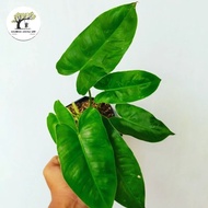 Philodendron Burle Marx | Philo Brekele | Tanaman Hias Indoor 