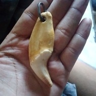 taring beruang asli