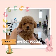Jual anjing poodle cowo apricot