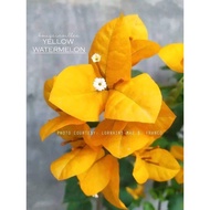 RARE ROOTED BOUGAINVILLEA