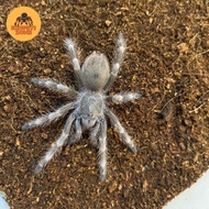 tarantula nhandu tripepii juve