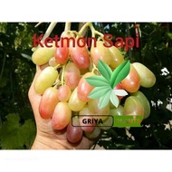 BIBIT ANGGUR IMPORT KETMON SAPI SEDLESS (bibit anggur stek/grafting) bibit anggur murah
