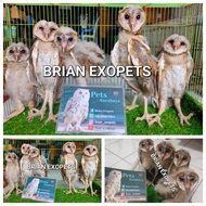 Tyto alba anakan/barn owl/serak jawa/baby burung hantu jinak