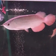 ikan Arwana Golden Red spesial +-23cm
