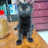 Lepas Adopsi Kucing Persia Kitten Hitam Solid cakep murah