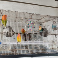 Burung Lovebird Biola Pastel Green, Biola Pastel Euwing, Biola Par Blue, Paskun & Combat Murah Full 