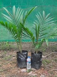 ส่งฟรี 20 ต้น มีใบรับรอง ต้นพันธุ์ปาล์มน้ำมัน โกลด์เด้นเทเนอรา GTปาล์มน้ำมันลูกผสม(DxP) Oil Palm สายพันธุ์เทเนอรา พืชน้ำมัน จัดส่งแบบห่อตุ้ม