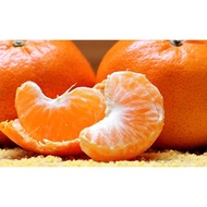 FRESH YONG CHUN MANDARIN ORANGES (16-18PCS/BOX) LUKAN (L)